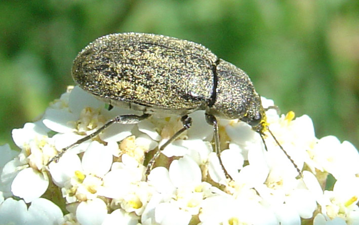 Mycterus umbellatarum (Coleoptera, Mycteridae)